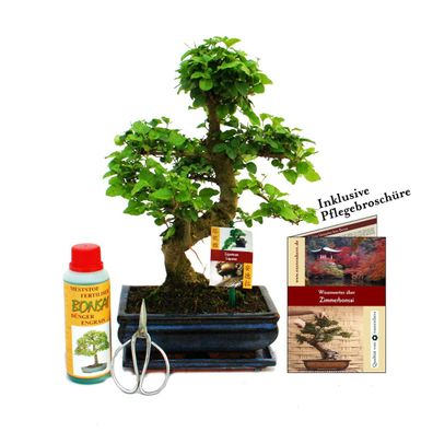 Geschenkset Bonsai "Ligustrum" - Chinesischer Liguster - ca. 8 Jahre alt - Anfänge