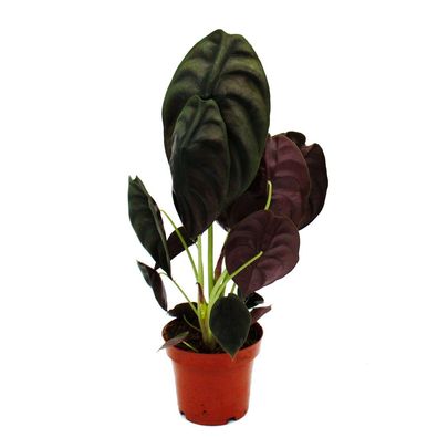 Alocasia cuprea "Red Secret" Tropenwurz Alokasie Metallisches Pfeilblatt Rotes