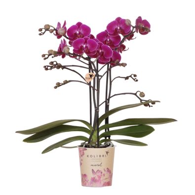 Lila Phalaenopsis Orchidee - Morelia - Ø9cm - 25-35cm - Zimmerpflanze - Blühende