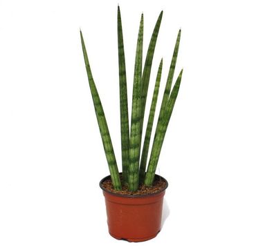 Sansevieria cylindrica - stylische Pflanze im 10,5cm Topf