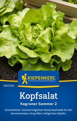 Kopfsalat Kagraner Sommer 2, schossfest - hitzeverträglicher Butterkopfsalat,