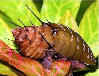 Haarige Turmdeckelschnecke - Thiara cancellata