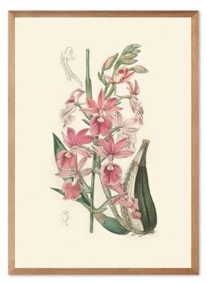 Botanische Schönheit Kunstdruck Poster Druckbild Leinwanddruck G104249