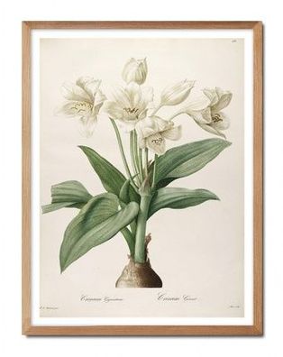 Botanische Schönheit Kunstdruck Poster Druckbild Leinwanddruck G100528