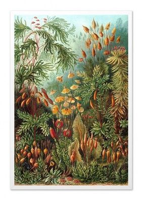 Botanische Vielfalt Kunstdruck Poster Druckbild Leinwanddruck G103513