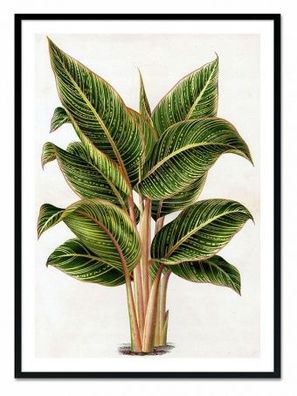 Botanische Eleganz Kunstdruck Poster Druckbild Leinwanddruck G107885