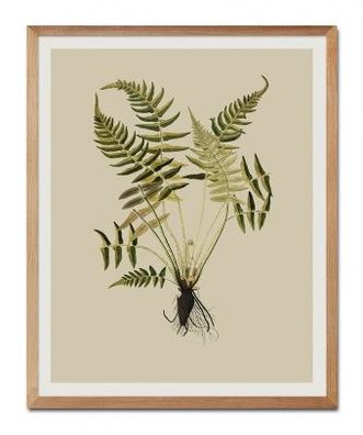 Farn Im Botanischen Stil Kunstdruck Poster Druckbild G107045