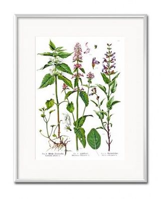 Botanische Vielfalt Kunstdruck Poster Druckbild Leinwanddruck G97761