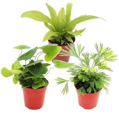 Mini-Farn-Trio - Set mit 3 verschiedenen Mini-Farnen - Asplenium - Actiniopteris