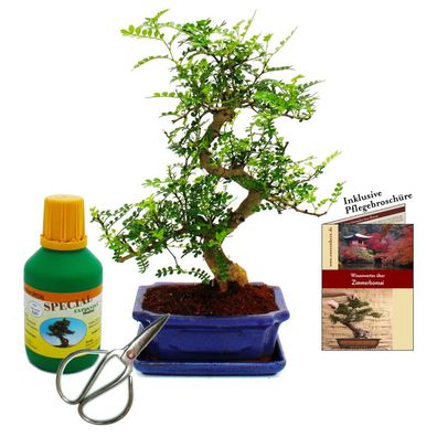 Bonsai - Zanthoxylum piperitum - ca. 8 Jahre - Geschenkset mit Dünger und Schere