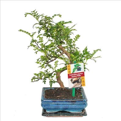 Bonsai Szechuan-Pfeffer - Zanthoxylum piperitum - ca. 6 Jahre