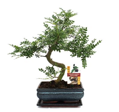 Bonsai Szechuan-Pfeffer - Zanthoxylum piperitum - ca. 10 Jahre