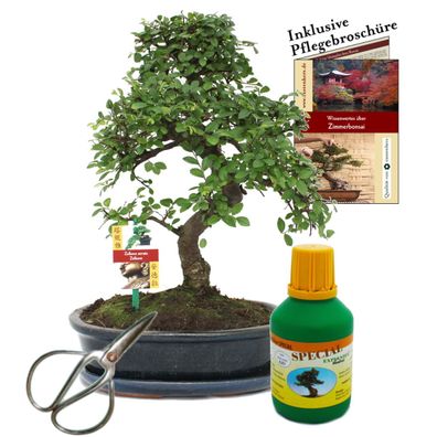 Bonsai Chin. Ulme Ulmus parvifolia ca. 10 Jahre
 25cm Schale Geschenk-Set mit