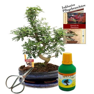 Bonsai Szechuan-Pfeffer Zanthoxyllum ca. 10 Jahre 25cm Schale Geschenk-Set mit