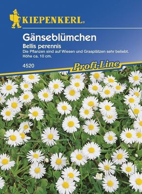 Bellis perennis Wiesengänseblümchen