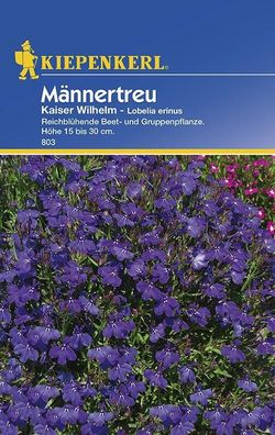 Lobelia Männertreu Kaiser Wilhelm