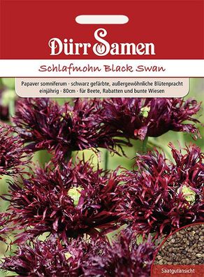 Schlafmohn Black Swan