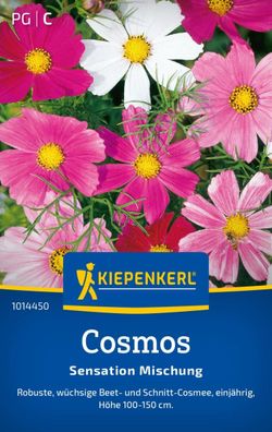 Cosmos Sensation Mischung, robust - wüchsige Beet- u Schnitt-Cosmee - Höhe