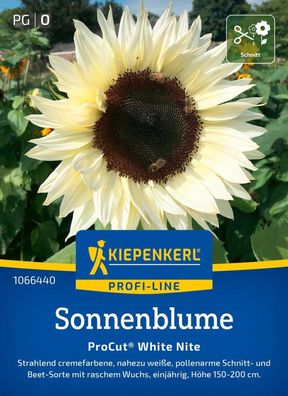 Sonnenblume ProCut® White Nite, F1, Cremefarbende, pollenarme Schnitt- u