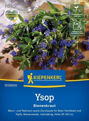 Ysop Bienenkraut, Würz- und Teekraut - Zierstaude für Beet, Hochbeet, Töpfe