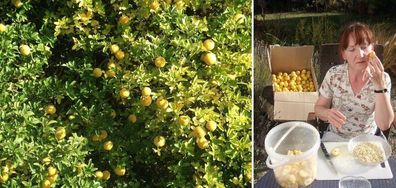 Zitrusfrucht aus Asien ! Winterhärtester Orangenbaum der Welt / Frische Samen