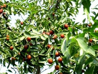 Dattel-Baum winterharte mehrjährige Obstbäume Obststräucher für den Garten Bio/ Samen