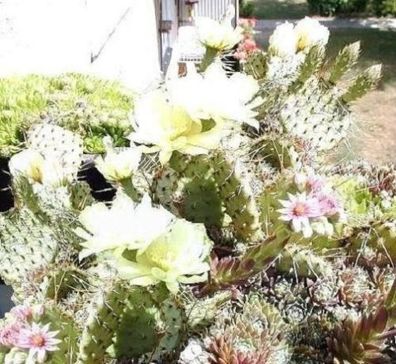Blühende Sukkulenten für den Garten ! Winterharter Opuntien-Mix / Frische Samen