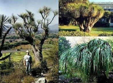 stammbildender winterharter Mexikanischer Grasbaum / Agave / Kaktus / Samen