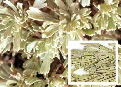 Kostenlose Räuchersticks : Winterharter Indianer-Präriestrauch Artemisia / Sämerei