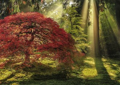 Magischer Wald