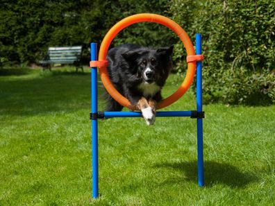 Sprungring mit Tragetasche, Hundetraining, Agility