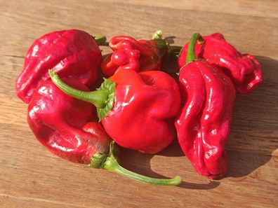 Chili NAGA MORICH 5+ Chilisamen - einer der schärfsten Sorten - Bio Chili Samen