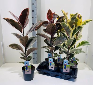 Gummibaum Ficus Elastica 3erSet gemischt 80-100 cm Pflegeleichte Zimmerpflanzen