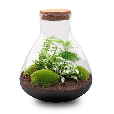 Flaschengarten "Sam XL" - DIY-Pflanzenterrarium - 35cm hoch