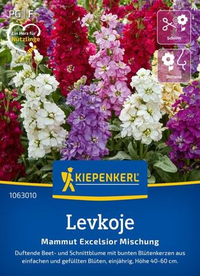 Levkoje Mammut Excelsior Mischung, Duftende Beet- und Schnittblume