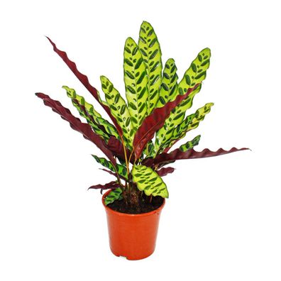 Schattenpflanze mit ausgefallenem Blattmuster - Calathea lancifolia - 14cm Topf