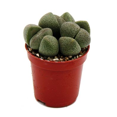 Pleiospilos nelii - Lebender Stein - Lebender Granit - im 5,5cm Topf