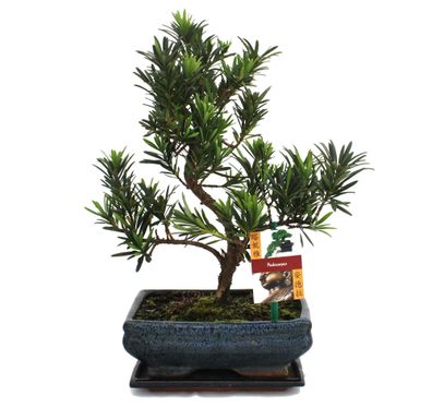 Bonsai Steineibe - Podocarpus macrophyllus - ca. 8 Jahre