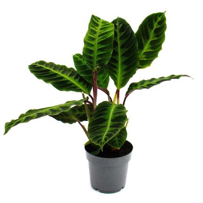 Schattenpflanze mit samtigen Blättern und toller Zeichnung Calathea warscewiczii