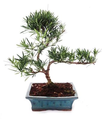 Outdoor Bonsai Podocarpus - Kleinblättrige Steineibe 20cm