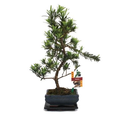 Bonsai Steineibe - Podocarpus macrophyllus - ca. 6 Jahre