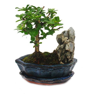 Bonsai Fukientee - Carmona microphylla - Felslandschaft - ca. 6 Jahre