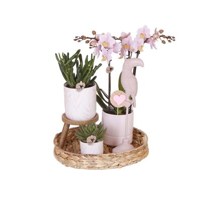 Komplettes Pflanzenset Vintage pink | Grünpflanzen mit pinker Phalaenopsis Orchid