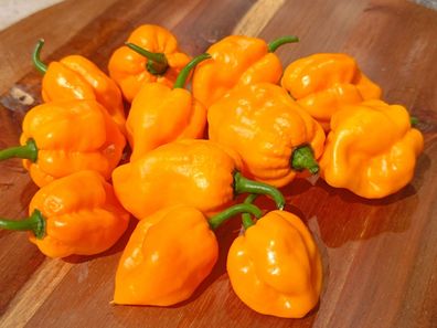 Jamaican SCOTCH BONNET 5+ Chili Samen - karibisch scharf, hübsch, aromatisch Bio