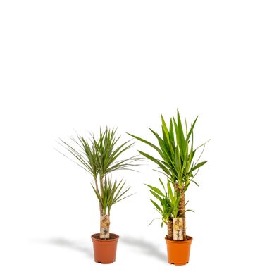 Dracaena 70 cm und Yucca 90 cm - Exotisches Pflanzen-Set für ein grünes Zuhause