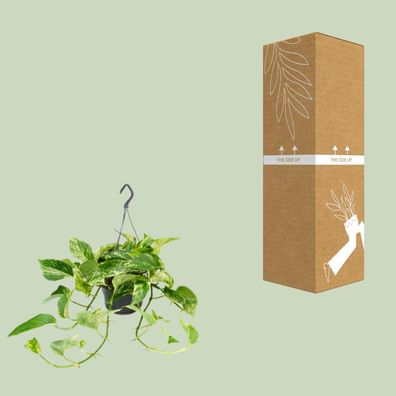 Epipremnum Marble Queen - Scindapsus - Ø15cm - ?25cm - Ø15 - ?25cm