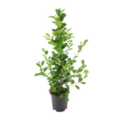 Ficus microcarpa Moclame - Ø21cm - ?95cm