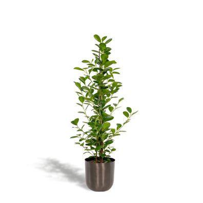 Ficus microcarpa Moclame - Ø21cm - ?95cm + Topf Mayk Lead