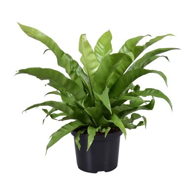 Asplenium Antiquum - Ø23cm - ?60cm