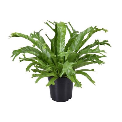 Asplenium Nidus Crissie - Ø17cm - ?40cm